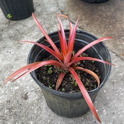 Ornamental pink pineapple 