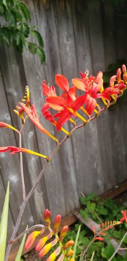 Red Crocosmia