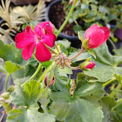 Geraniums In 2.5quart Pots