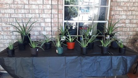 Aloe vera Angels