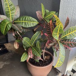 Large Corton Petra plant