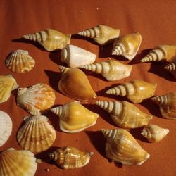 Seashells # 4