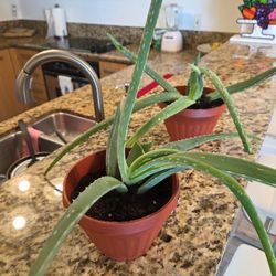 Aloe Vera Plants/sabila