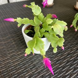 Pink Christmas Cactus In Ceramic Pot 🌺🌺🌺
