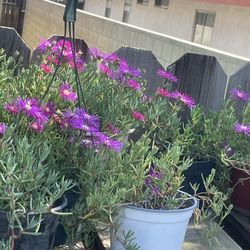 HERMOSAS PLANTAS NATURALES “AMOR DE UN RATO 