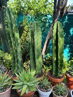 Cactus 🌵 con su maceta de barro $16each
