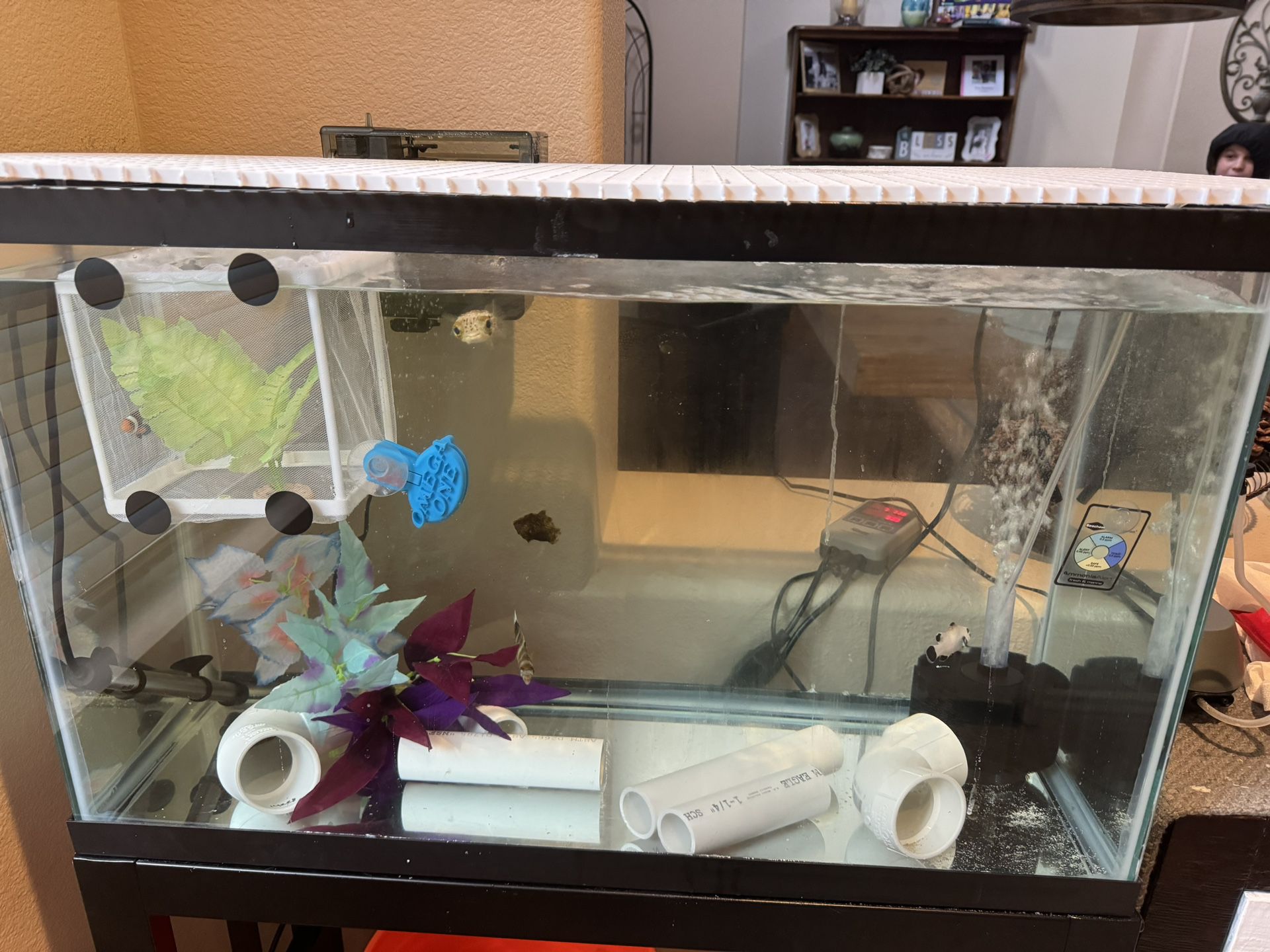30g Fish tank And Stand (complete system)