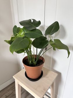 Monstera Deliciosa (Swiss Cheese Plant)🪴 