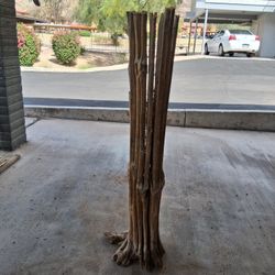 5' 6" Saguaro Standing Skeleton 