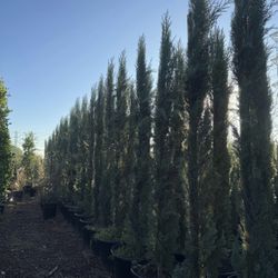 Italian Cypress