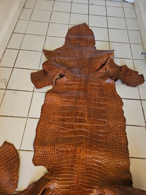 2 Alligator hides one is 8 foot other is almost 10 foot