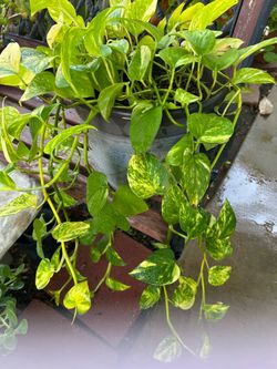 indoor plant
