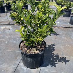 sweet viburnum 7 gallon ready to deliver to all florida 