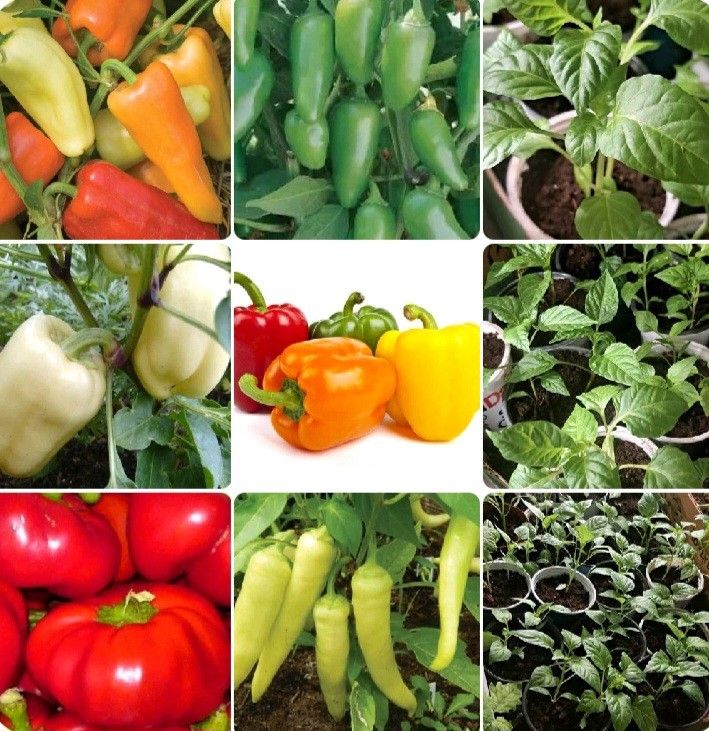 Pepper Plants For Sale Soon But Some Is Available Now Also