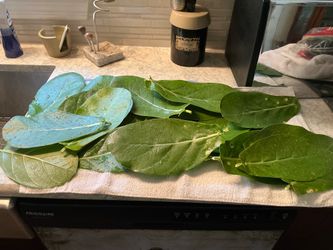 Giant Milkweed leaves (Please read description)
