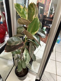 ❤️Almost 3’ tall well Established 2 Solid Trees Of Rubby Rubber tree in 7”pot❤️Pls read Description