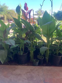 Part two of the amazing wonderful selection of plants