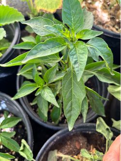 Hot chili or Asian chili