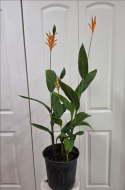 Planta heliconia