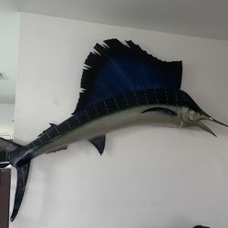 Seal Fish