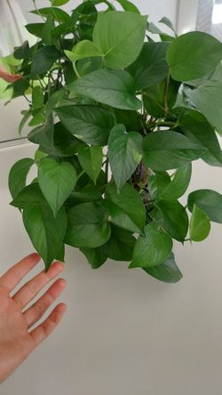 Pothos Cuttings