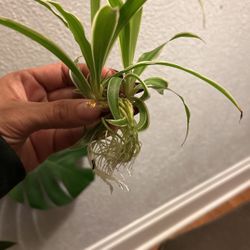 Spider Plant 
