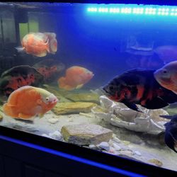 Fish Tank For 