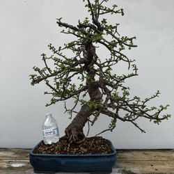 Bonsai Dwarf Jade Old