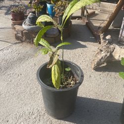 Avocado Tree