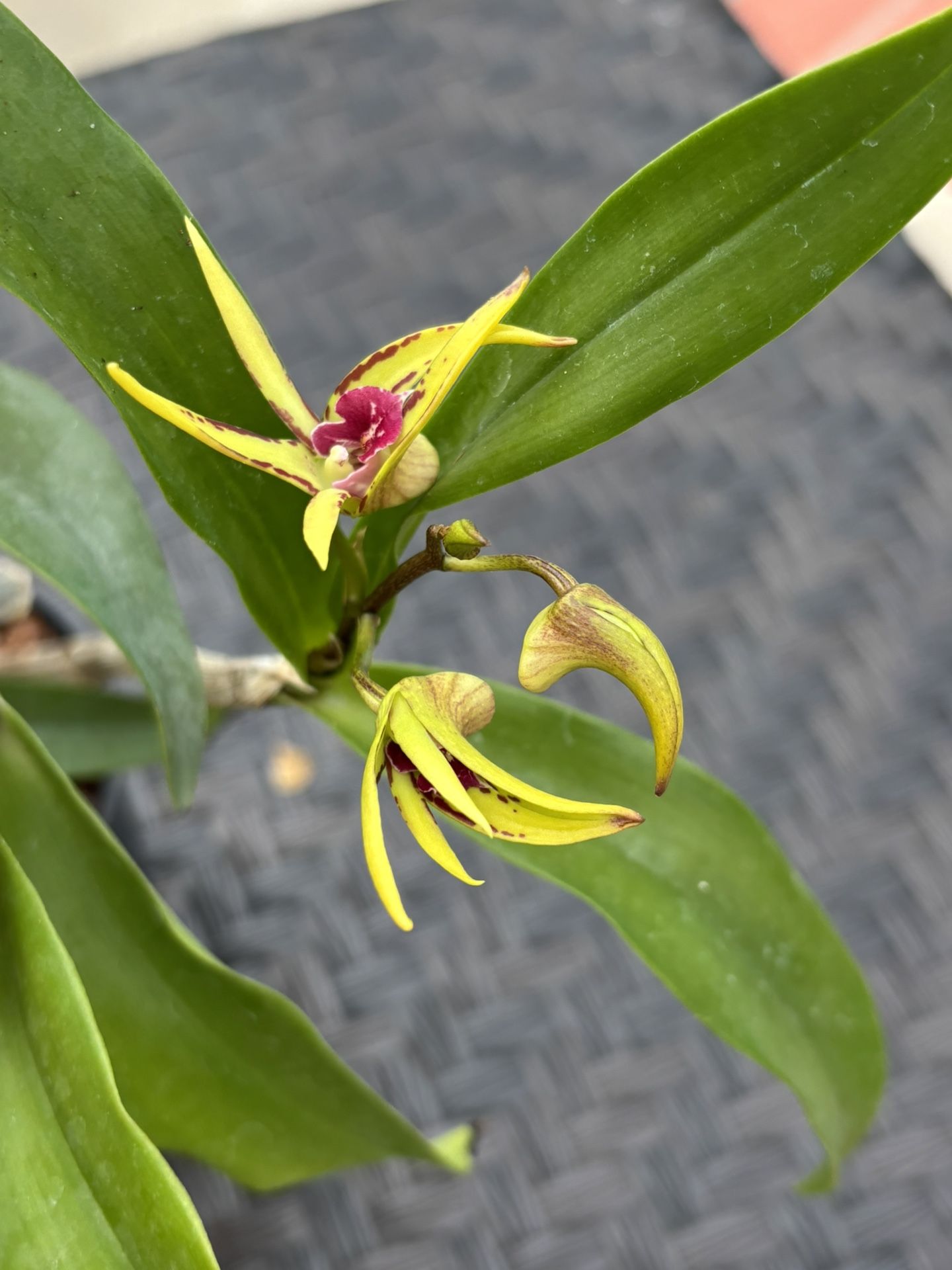 Australian Dendrobium Orchid