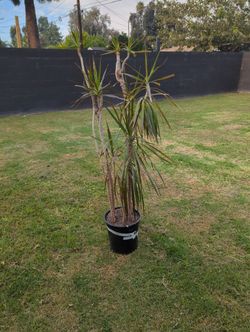 Marginata Indoor Plants 5 Feet Tall 