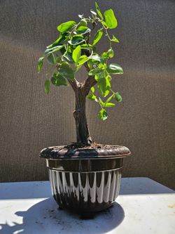 Jujube Chinese Bonsai Tree ( táo Tàu  )