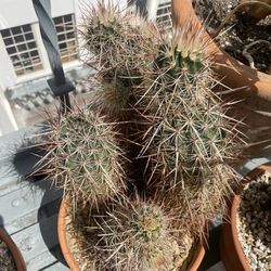 Echinocereus Cactus 