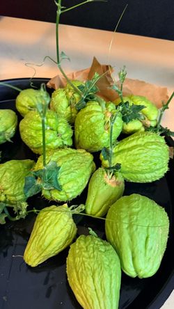 Rooted and sprout Chayote