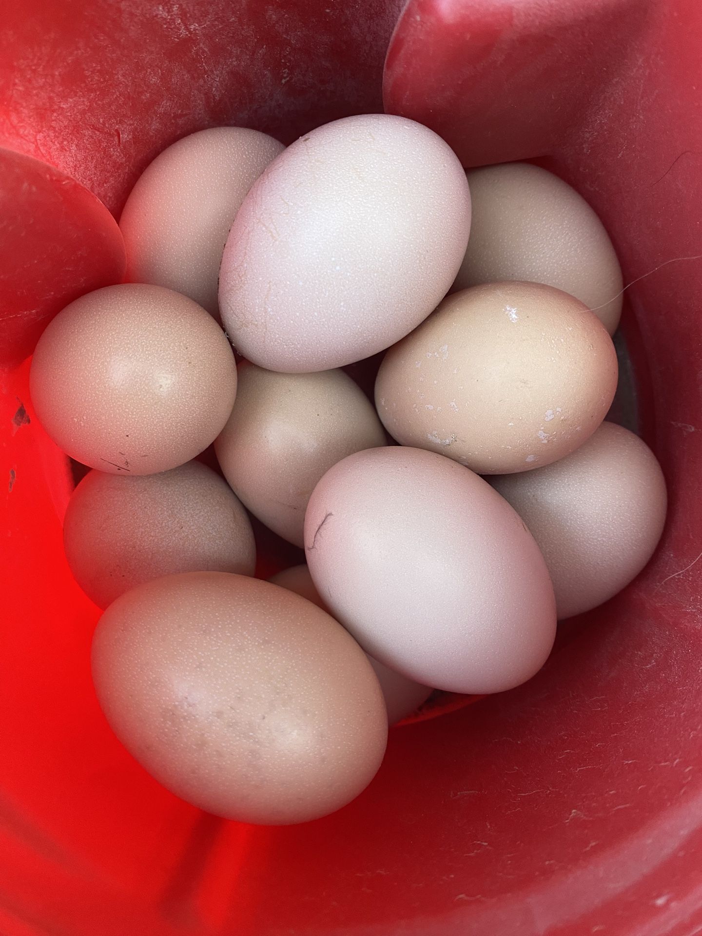 Fresh Eggs