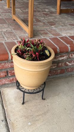 Plant
