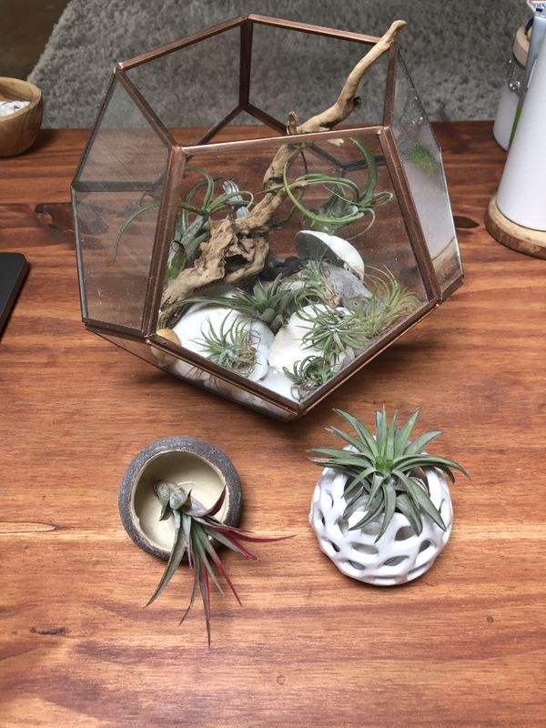 Air Plant Terrarium And Small Holders For In Seattle Wa Offerup Air Plant Terrarium And Small Holders Seattle