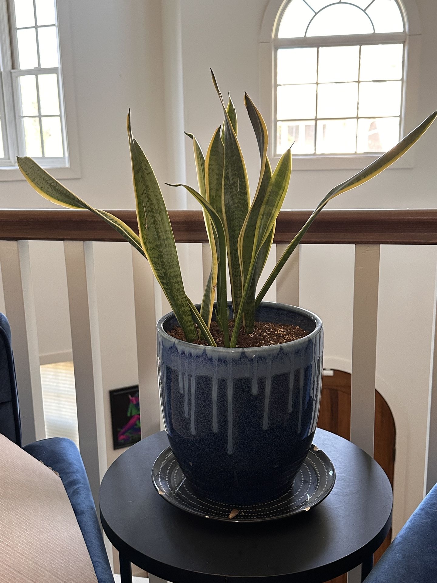 Snake Plant And Pot