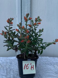 Beautiful potted flowers