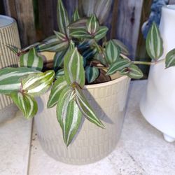 Brand New Ceramic House Plant Pot