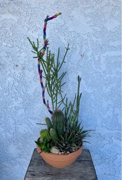 Cactus terranium