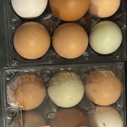Farm fresh eggs