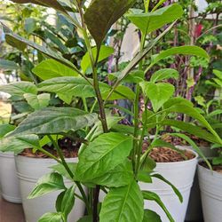 Longevity/Okinawa Spinach Plants (Edible)