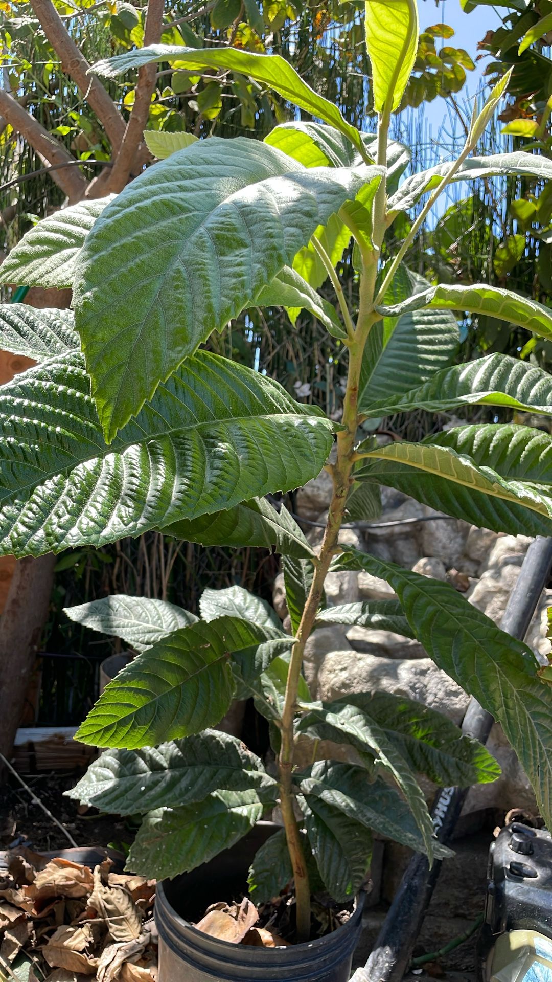 Planea Frutal Níspero