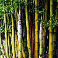Giant Timber Bamboo, Clumping Variety