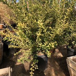 Variegated Privet Hedge And Privacy 15g