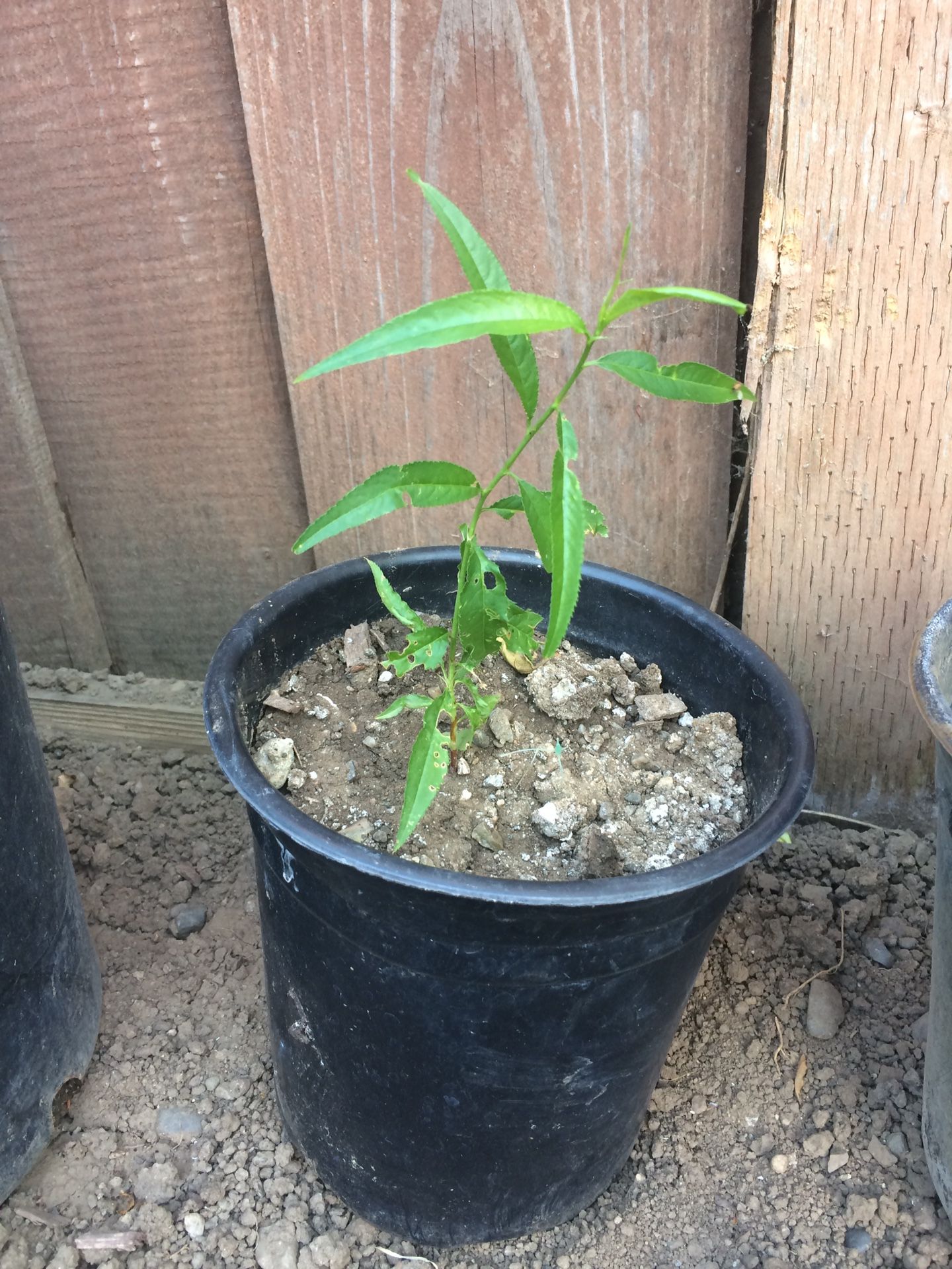 Potted live Red nectarine fruit tree