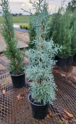 Blue Ice Arizona Cypress Tree - Live Plant 1 gallon