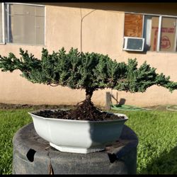 Bonsai Japanese Garden Juniper Perfect Gift $50 Each