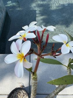 Plumeria